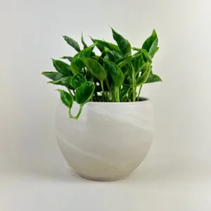 Pothos 'Shangri La' 6in