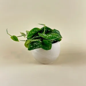 Pothos 'Silver Satin'