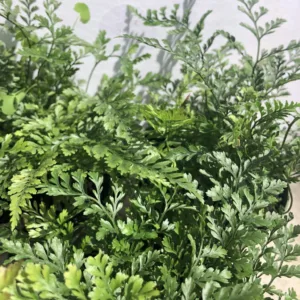 Fern 'Rabbits Foot'