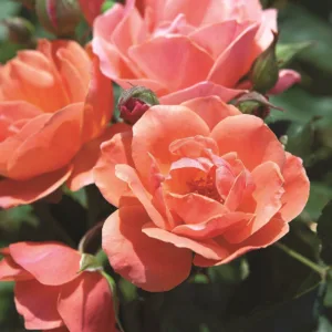 Rose 'Coral Knock Out' G3