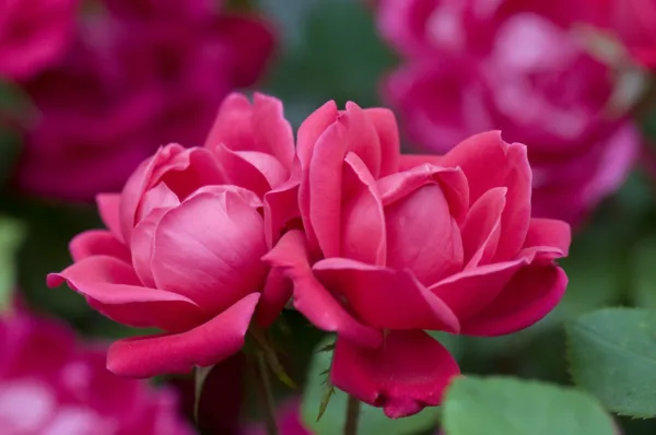 Rose 'Double Knock Out'