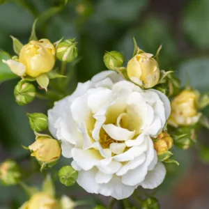 Rose 'Popcorn Drift'