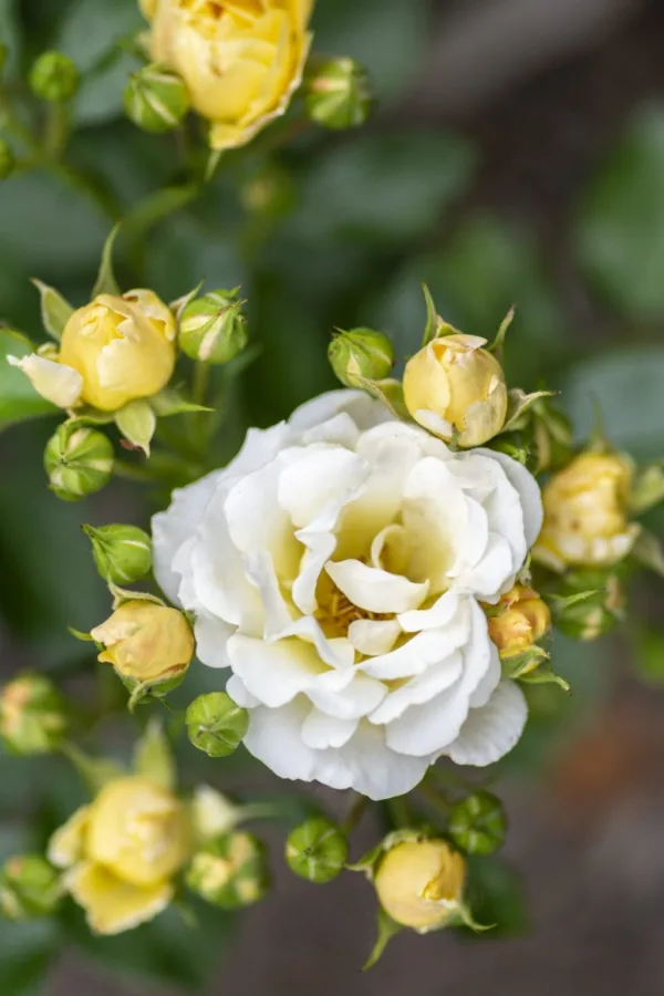 Rose 'Popcorn Drift'