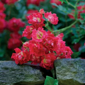 Rose 'Red Drift'