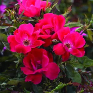 Rose 'Knock Out'