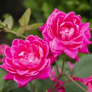 Rose 'Pink Double Knock Out'