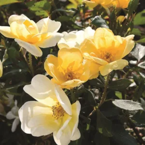 Rose 'Sunny Knock Out'