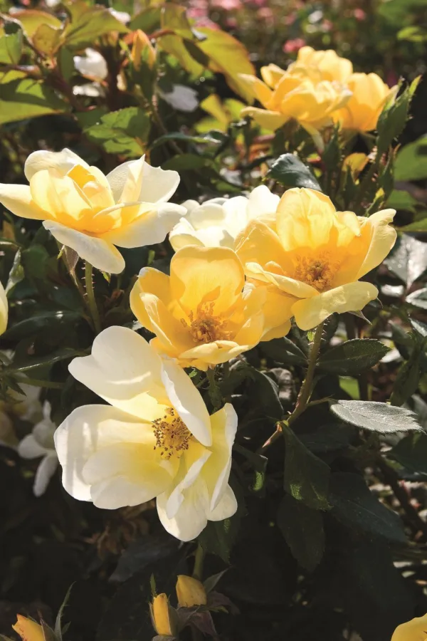 Rose 'Sunny Knock Out'