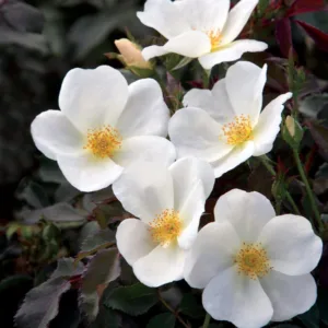 Rose 'White Knock Out'