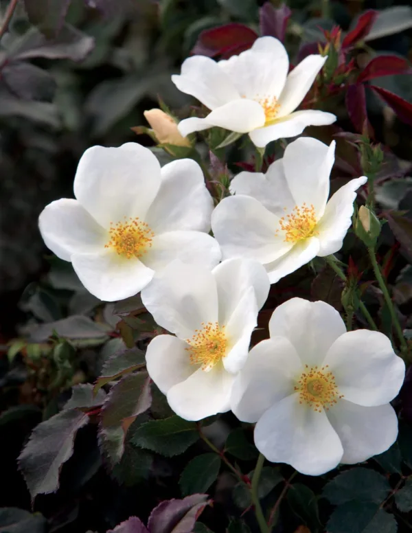 Rose 'White Knock Out'