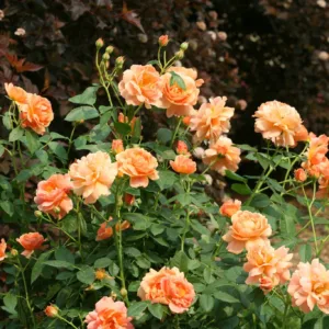Rose 'At Last' G2