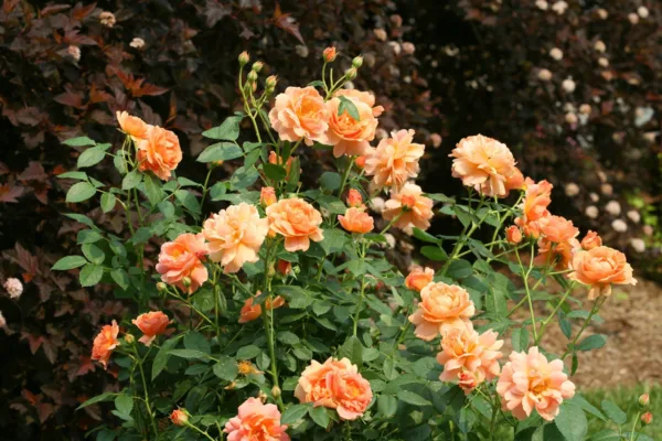 Rose 'At Last' G2