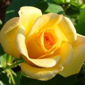 Climbing Rose 'Garden Sun' G2