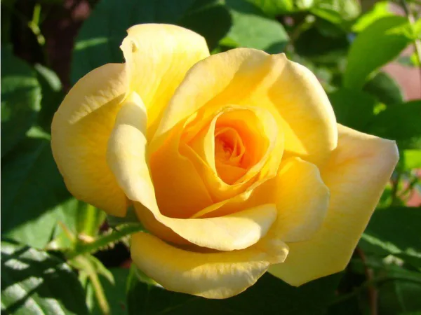Climbing Rose 'Garden Sun' G2