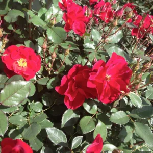 Rose 'Miracle on the Hudson' G3
