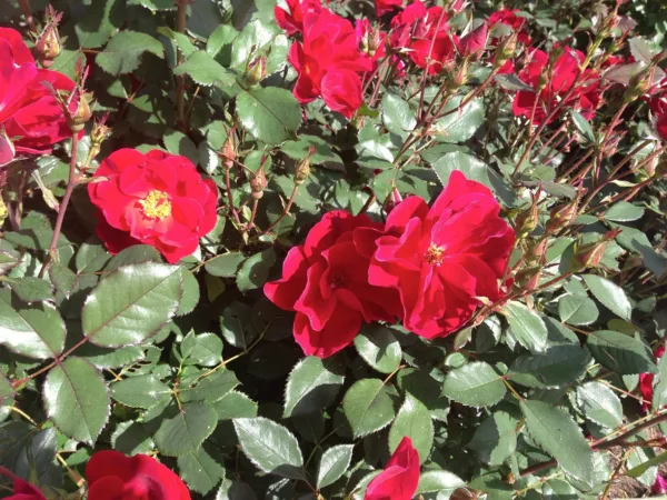 Rose 'Miracle on the Hudson' G3
