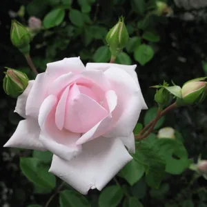 Climbing Rose 'New Dawn' G2