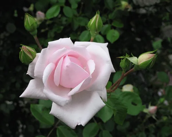 Climbing Rose 'New Dawn' G2