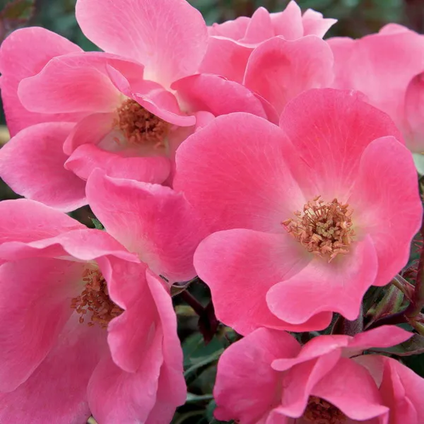 Rose 'Pink Knock Out'