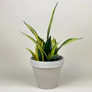 Sansevieria 'Golden Flame'