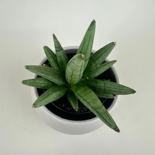 Sansevieria 'Hedgehog' 4in - Image 2