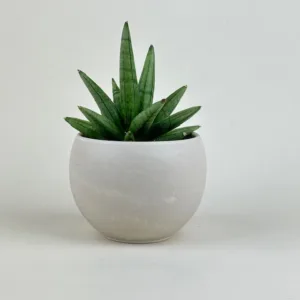 Sansevieria 'Hedgehog' 4in