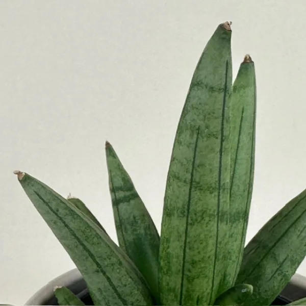 Sansevieria 'Hedgehog' 4in - Image 3