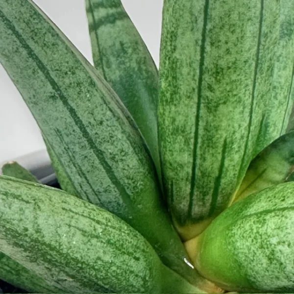 Sansevieria 'Hedgehog' 4in - Image 4