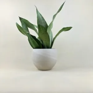 Sansevieria 'Moonshine'