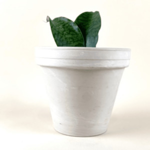 Sansevieria 'Whale Fin'