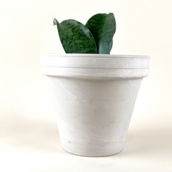 Sansevieria 'Whale Fin'
