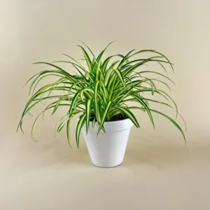 Spider Plant