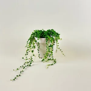 String of Pearls