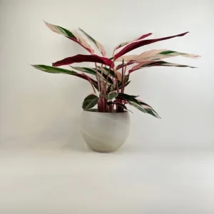 Stromanthe 'Triostar'