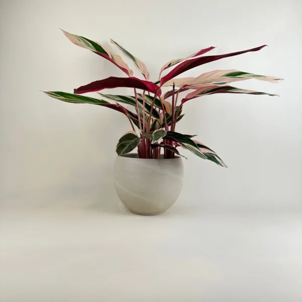 Stromanthe 'Triostar'