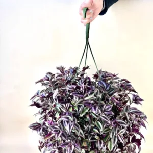 Inchplant