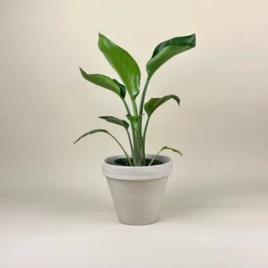 White Bird of Paradise