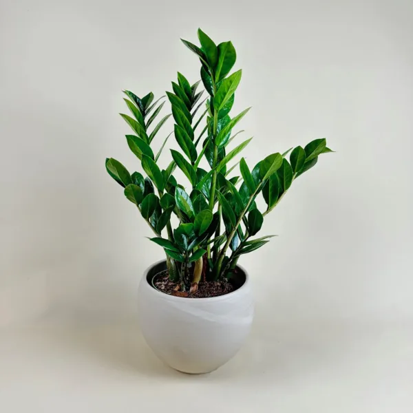 ZZ Plant