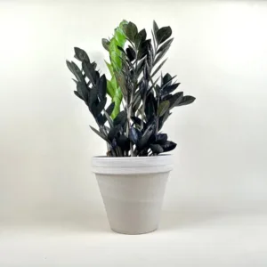 ZZ Plant 'Black Raven'