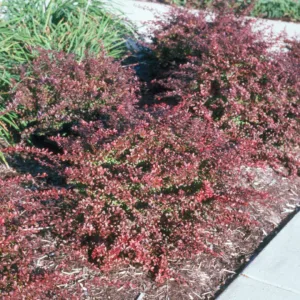 Barberry 'Crimson Pygmy'