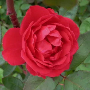 Climbing Rose 'Blaze' G2
