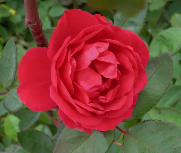 Climbing Rose 'Blaze' G2