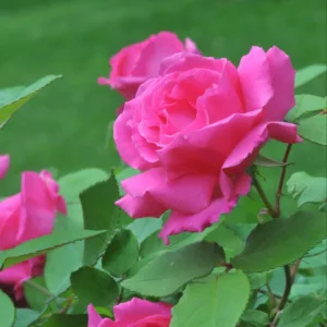 Climbing Rose 'Zepherine Drouhin' G2