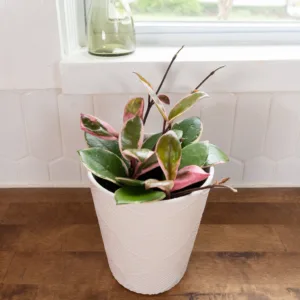 Hoya Shining Sea Star 12cm