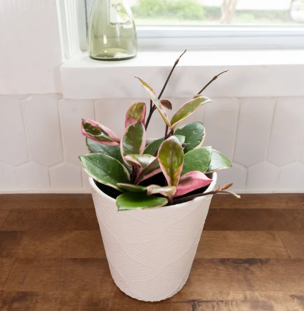 Hoya Shining Sea Star 12cm