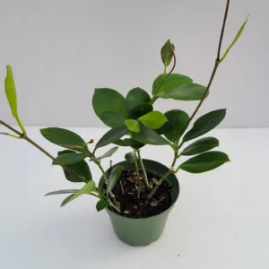 Hoya Australis 4in