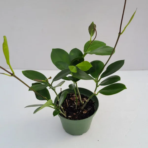 Hoya Australis 4in
