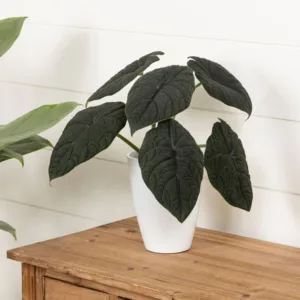 Alocasia Dragonite 12cm