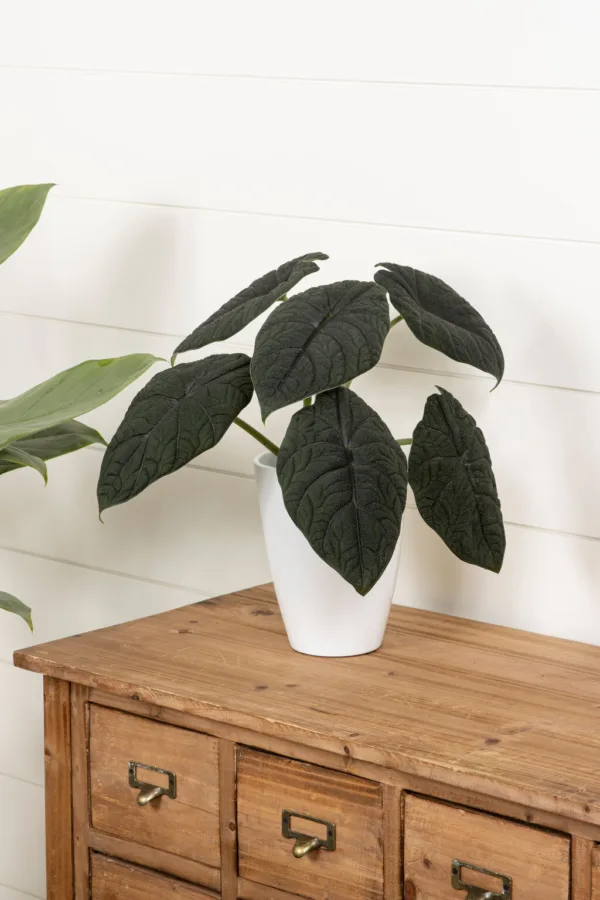 Alocasia Dragonite 12cm