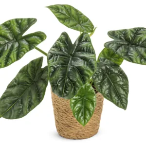 Alocasia Rumpelstiltskin 12cm